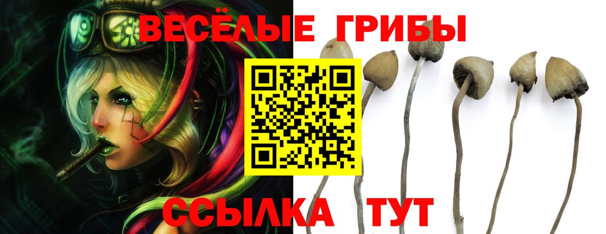 Бердск  Псилоцибиновые грибы Cubensis  Галлюциногенные грибы Psilocybine cubensis  Вход с VPN 